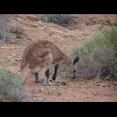 Im Botanischen Garten von Alice Springs